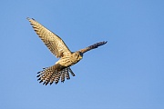 Turmfalke Maennchen im Ruettelflug, Falco tinnunculus, Male Common Kestrel hovering