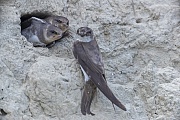 The young birds have stopped begging for food and for a short moment the Sand Martin remains at the cave