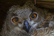 Das Uhu-Weibchen legt die Eier im Abstand von 3 Tagen  -  (Foto Uhu Jungvogel Portraetaufnahme), Bubo bubo, The female Eurasian eagle-owl lays the eggs at intervals of 3 days  -  (European eagle-owl - Photo Eurasian eagle-owl portrait of a young bird)
