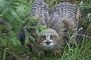 Uhu, bezeugt ist der Name fuer diese Eulenart seit dem 16. Jahrhundert  -  (Foto Uhu Jungvogel Drohhaltung), Bubo bubo, Eurasian eagle-owl, the name for this owl species is attested since the 16th century  -  (Eagle Owl - Photo Eurasian eagle-owl chick in threatening posture)