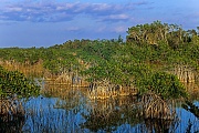 Rote Mangroven in den Everglades, Everglades Nationalpark  -  Florida, Red Mangroves in the Everglades