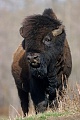 Amerikanischer Bisonbulle steht in der Praerie - (Waldbison - Indianerbueffel), Bison bison - Bison bison (athabascae), American Bison bull standing in the prairie - (Wood Bison - Mountain Bison)