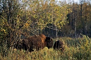 Amerikanische Bisonbullen im Abendlicht - (Waldbison - Indianerbueffel), Bison bison - Bison bison (athabascae), American Bison bulls in evening light - (Wood Bison - Mountain Bison)