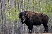 Amerikanischer Bisonbulle in der Zeit des Fruehlingsanfang - (Waldbison - Indianerbueffel), Bison bison - Bison bison (athabascae), American Bison bull at the beginning of spring - (Wood Bison - Mountain Bison)