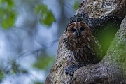 Tawny Owl is a manoeuvrable flyer, which also manoeuvres safely in dense tree populations  -  (Eurasian Tawny Owl - Photo Tawny Owl has rested during the day at the entrance of his tree hole and becomes active at dusk)