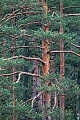 Natuerlich gewachsene Waldkieferwaelder finden sich in Deutschland nur noch selten  -  (Gemeine Kiefer - Foto Waldkiefer natuerlich gewachsene Baeume), Pinus sylvestris, Naturally grown Scots Pine forests can be found rarely in Germany  -  (Photo Scots Pine natural grown trees)
