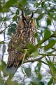 Die Waldohreule ist eine der haeufigsten und weitverbreitesten Eulenarten Europas  -  (Foto Waldohreule am Schlafplatz), Asio otus, The Long-eared owl is one of the most common and widespread owl species in Europe  -  (Northern Long-eared owl - Photo Long-eared owl at roosting place)