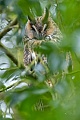 Die Waldohreule erreicht eine Fluegelspannweite von etwa 95 cm  -  (Foto Waldohreule am Schlafplatz), Asio otus, The Long-eared reaches a wingspan of about 95 cm  -  (Northern Long-eared owl - Photo Long-eared owl at roosting place)