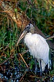 Waldstoerche erreichen eine Fluegelspannweite von 140 - 180 cm  -  (Foto Waldstorch Altvogel in den Everglades am Shark Valley), Mycteria americana, Wood Stork has a wingspan of 140 to 180 cm  -  (Photo Wood Stork adult bird in the Everglades in Florida)