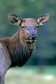 Wapiti, die Kaelber werden meist im Juni geboren  -  (Wapitihirsch - Foto Wapitihirschkuh Portraetaufnahme), Cervus canadensis, Elk, the calves are usually born in June  -  (Wapiti - Photo Elk female portrait)