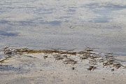 Wasserlaeufer, der Koerper ist immer laenglich und schmal  -  (Foto Wasserlaeufer rasten auf einer Sandbank), Gerridae species, Water Striders, the thorax is generally long and small in size