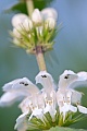 Die Weisse Taubnessel profitiert von der Duengung durch die Landwirtschaft, Lamium album, The White Nettle benefits from fertilization by agriculture