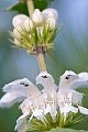 Die frischen Blaetter der Weissen Taubnessel sind essbar, Lamium album, The fresh leaves of the White Nettle are edible and can be used in salads