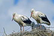 Weissstoerche erreichen eine Fluegelspannweite von 155 - 215 cm  -  (Foto Weissstorch Jungvoegel auf dem Nest), Ciconia ciconia, White Stork has a wingspan of 155 to 215 cm  -  (Photo White Stork juvenile birds on the aerie)