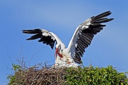 Weissstoerche erreichen ein Durchschnittsgewicht von 2,5 - 4,5 kg  -  (Foto Weissstorchpaar bei der Kopulation), Ciconia ciconia, White Stork has a weight of 2,5 to 4,5 kg  -  (Photo White Stork copulation)