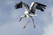 Der junge Weissstorch nutzt den Platz auf dem Storchenhorst fuer ausgedehnte Fluguebungen, Ciconia ciconia, The young White Stork uses the space on the storks nest for extended flight exercises