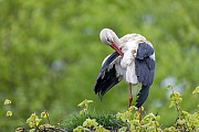 Weissstoerche investieren viel Zeit fuer die Gefiederpflege, Ciconia ciconia, White Storks invest a lot of time for plumage grooming