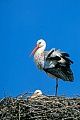 Weissstorch, die Brutplaetze befinden sich gewoehnlich in der Naehe guter Nahrungsgebiete  -  (Foto Weissstorch Altvoegel auf dem Nest), Ciconia ciconia, White Stork, breeding sites are usually near feeding areas  -  (Photo White Stork a pair on the nest)