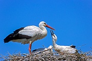 Weissstorch, beide Geschlechter sind am Nestbau beteiligt  -  (Foto Weissstorch Fuetterung), Ciconia ciconia, White Stork, the pair builds a large nest  -  (Photo White Stork feeding)