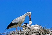 Weissstorch, beide Geschlechter fuettern die Jungvoegel  -  (Foto Weissstorch fuettert einen Jungvogel), Ciconia ciconia, White Stork, both parents feed the young  -  (Photo White Stork adult bird feeds a young)