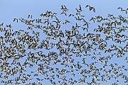 Weisswangengaense sind Zugvoegel  -  (Nonnengans - Foto Weisswangengaense waehrend des Vogelzugs), Branta leucopsis, Barnacle Goose is a migratory bird  -  (Photo Barnacle Geese during the migration)