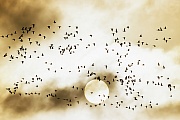 Weisswangengaense sind ganzjaehrig sehr gesellige Voegel  -  (Nonnengans - Foto Weisswangengans Schwarm vor der Sonne), Branta leucopsis, Barnacle Goose is a gregarious bird species  -  (Photo Barnacle Goose flock in front of the sun)