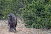 Wild Boar, the piglets weigh between 750 to 1.000g at birth  -  (Eurasian Wild Pig - Photo female Wild Boar foraging)