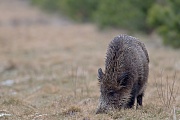 Wild Boar, the gestation period lasts after about 115 days  -  (Eurasian Wild Pig - Photo Wild Boar sow foraging)