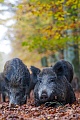 Wild Boar, the gestation period lasts after about 115 days  -  (Eurasian Wild Pig - Photo female and young Wild Boar)