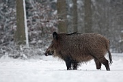 Wild Boar, after 2 years of age male grow tusk  -  (Eurasian Wild Pig - Photo young Wild Boar in snow)