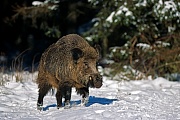 Wild Boar, in some areas, boars are the wolves primary prey  -  (Eurasian Wild Pig - Photo Wild Boar male in winter)