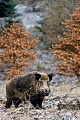 Wildschwein, die Frischlinge und Ueberlaeufer werden in Europa von Woelfen, Braunbaeren und Luchsen gejagt, ausgewachsene Tiere werden selten erbeutet  -  (Schwarzwild - Foto Wildschweinkeiler im Winter), Sus scrofa, Wild Boar, piglets and subadults in Europe may be prayed by Grey Wolves, Brown Bears and Eurasian Lynx  -  (Eurasian Wild Pig - Photo Wild Boar male in winter)