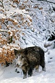 Wildschwein, in einigen Gebieten ist das Schwarzwild die Hauptbeute vom Wolf, bedingt durch das Fehlen anderer Schalenwildarten  -  (Schwarzwild - Foto Wildschweinueberlaeufer im Winter), Sus scrofa, Wild Boar, in some areas, boars are the wolves primary prey  -  (Wild Swine - Photo subadult Wild Boar in winter)