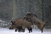 Wild Boar, the sows and their young are social animals  -  (Wild Swine - Photo female Wild Boar and subadult in winter)