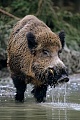Wildschweine suhlen im Schlamm um sich von Parasiten und anderen Quaelgeistern zu befreien  -  (Schwarzwild - Foto Wildschweinkeiler in einer Suhle), Sus scrofa, Wild Boars wallow in mud to remove parasites  -  (Eurasian Wild Pig - Photo Wild Boar tusker in a pig wallow)