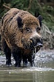 Wildschweine suchen regelmaessig Suhlen auf um sich im Schlamm zu waelzen  -  (Schwarzwild - Foto Wildschweinkeiler in einer Suhle)