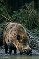 Wildschweine suchen regelmaessig Suhlen auf um sich im Schlamm zu waelzen  -  (Schwarzwild - Foto Wildschweinkeiler in einer Suhle), Sus scrofa, Wild Boars frequently wallow in mud  -  (Eurasian Wild Pig - Photo Wild Boar tusker in a pig wallow)