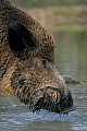 Wildschweine suchen regelmaessig Suhlen auf um sich im Schlamm zu waelzen  -  (Schwarzwild - Foto Wildschweinkeiler trinkt in einer Suhle), Sus scrofa, Wild Boars frequently wallow in mud  -  (Eurasian Wild Pig - Photo Wild Boar tusker drinking)