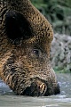 Wildschweine suchen regelmaessig Suhlen auf um sich im Schlamm zu waelzen  -  (Schwarzwild - Foto Wildschweinkeiler trinkt in einer Suhle), Sus scrofa, Wild Boars frequently wallow in mud  -  (Eurasian Wild Pig - Photo Wild Boar tusker drinking)