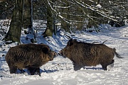 Wildschweine koennen in freier Wildbahn ein Alter von 20 Jahren erreichen, bedingt durch die Jagd ist dies aber selten der Fall  -  (Schwarzwild - Foto kaempfende Wildschweinkeiler im Schnee), Sus scrofa, Wild Boar can live over 20 years in the wild  -  (Eurasian Wild Pig - Photo Wild Boar males in snow fighting)