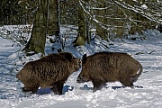 Wildschweine koennen in freier Wildbahn ein Alter von 20 Jahren erreichen, bedingt durch die Jagd ist dies aber selten der Fall  -  (Schwarzwild - Foto kaempfende Wildschweinkeiler im Schnee), Sus scrofa, Wild Boar can live over 20 years in the wild  -  (Eurasian Wild Pig - Photo Wild Boar males in snow fighting)