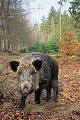 Wildschweine sind in den meisten Gebieten ihres Vorkommens nachtaktiv, haeufig ist dieses Verhalten auf hohen Jagddruck zurueckzufuehren  -  (Schwarzwild - Foto Wildschweinbache am Waldrand auf Nahrungssuche)