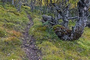 Ein wahrscheinlich Jahrhunderte alter Elchwechsel fuehrt durch einen Moor-Birkenwald, Fokstumyra Naturreservat  -  Norwegen  -  Norway, A probably centuries-old moose crossing passes through a Downy birch forest