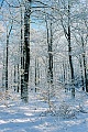 Winterwald mit Eichen und Buchen, Schierenwald  -  Kreis Steinburg  -  Deutschland, Winter forest with oak and beech trees