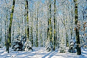 Winterwald mit Eichen, Buchen und Fichten, Schierenwald  -  Kreis Steinburg  -  Deutschland, Winter forest with oak, beech and spruce trees
