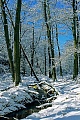 Waldbach in einem verschneiten Mischwald, Schierenwald  -  Kreis Steinburg  -  Norddeutschland, Forest creek in a snowy-covered mixed forest