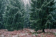 Schneefall in einem Fichtenwald, Strusch  -  Schleswig-Holstein  -  Deutschland, Snowfall in a spruce wood