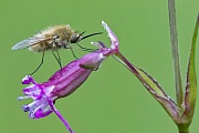 Vom Wollschweber wurden 34 Arten in Deutschland nachgewiesen  -  (Trauerschweber  -  Hummelschweber), Bombyliidae species, In Germany 34 species of the Bee Flies could be detected  -  (Humbleflies)