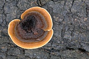 Der Zaun-Blaettling verursacht an befallenen Baeumen Braunfaeule  -  (Zaunblaettling - Foto Zaun-Blaettling auf einem Fichtenstamm)