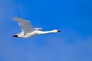 Zwergschwan, am Nestbau beteiligen sich beide Altvoegel  -  (Foto Zwergschwan Altvogel im Flug), Cygnus bewickii, Bewicks Swan, both sexes build the nest  -  (Photo Bewicks Swan in flight)